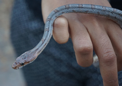 Pantherophis bairdi