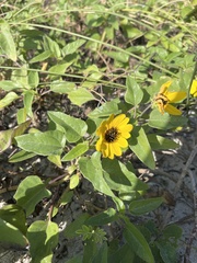 Helianthus debilis