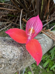 Disa uniflora