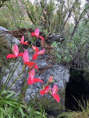 Disa uniflora
