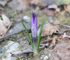 Crocus heuffelianus
