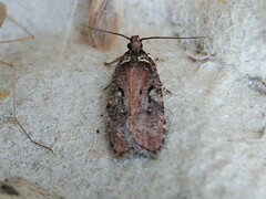 Agonopterix lythrella