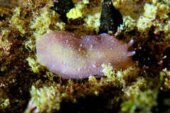 Pleurobranchida