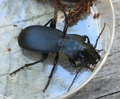 Pterostichus lama