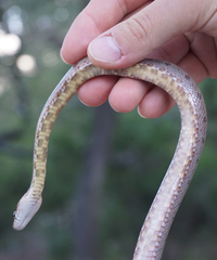 Pantherophis bairdi