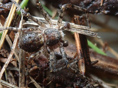 Philodromus margaritatus