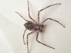 Philodromus margaritatus