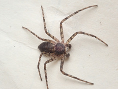 Philodromus margaritatus