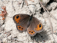 Lasiommata petropolitana