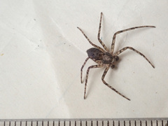 Philodromus margaritatus