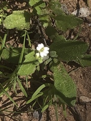 Tomostima cuneifolia