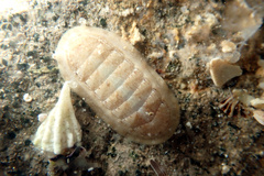Ischnochiton cariosus
