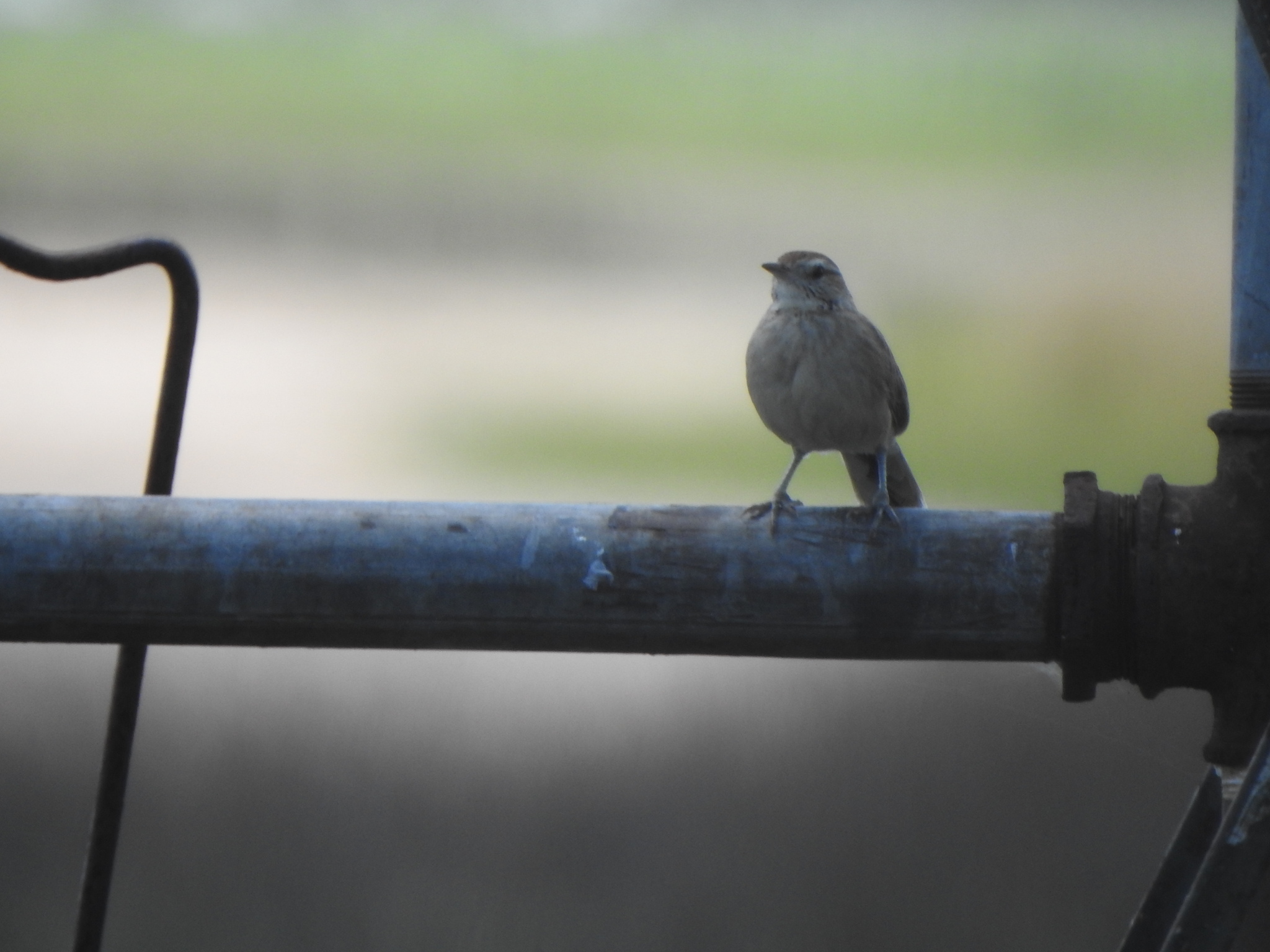 Anumbius annumbi (Vieillot, 1817)