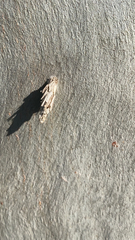 Psyche casta