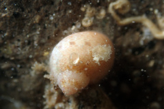 Phasianella ventricosa