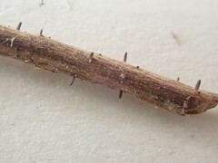 Acrospermum compressum