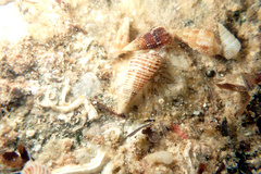Cacozeliana granarium
