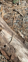 Tetanorhynchini