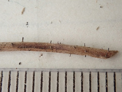 Acrospermum compressum