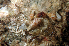 Cacozeliana granarium