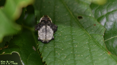 Sternuchopsis trifida