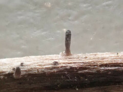 Acrospermum compressum