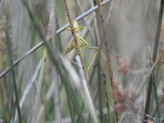 Staleochlora viridicata