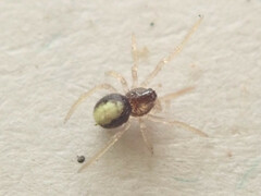 Neottiura bimaculata