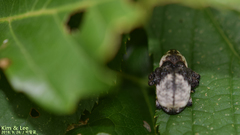 Sternuchopsis trifida
