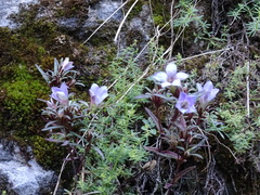 Gentianella moorcroftiana