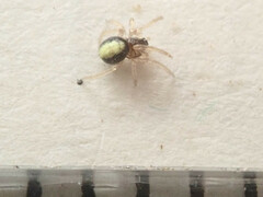 Neottiura bimaculata