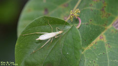 Oecanthus longicauda