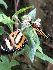 Placidina euryanassa