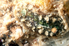 Acanthochitona pilsbryi