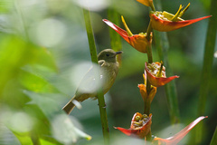 Mionectes oleagineus