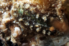 Acanthochitona pilsbryi