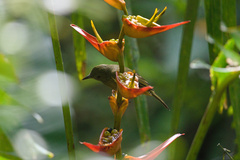 Mionectes oleagineus