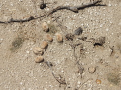 Hydrochoerus hydrochaeris