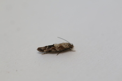 Mompha stellella