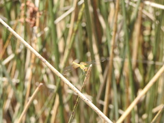 Erythrodiplax corallina