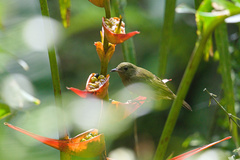 Mionectes oleagineus