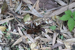 Odontochilus elwesii