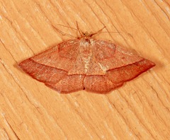 Metarranthis obfirmaria