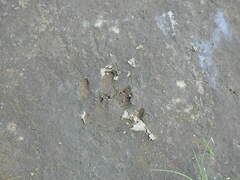 Hydrochoerus hydrochaeris