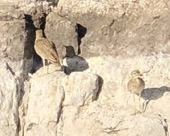 Burhinus senegalensis