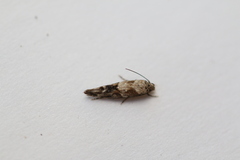 Mompha stellella