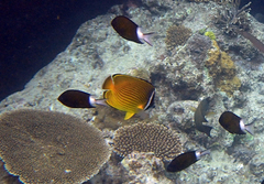 Chaetodon auripes