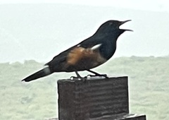 Thamnolaea cinnamomeiventris