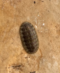 Lepidochitona cinerea