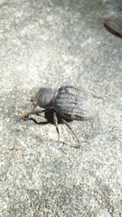 Ocnodes